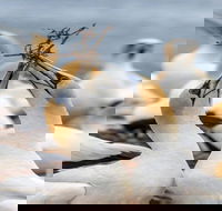 Gannets in Portland - Attractions Melbourne