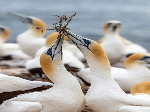 Gannets In Portland - Attractions Melbourne 0