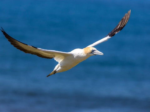 Gannets In Portland - Attractions Melbourne 1