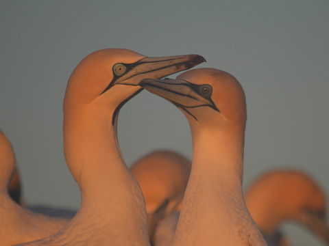 Gannets In Portland - Attractions Melbourne 2