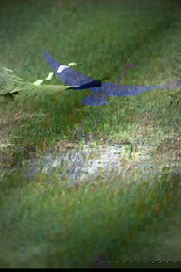 Germein Reserve