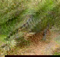 Grass Tree Circuit - Attractions Melbourne