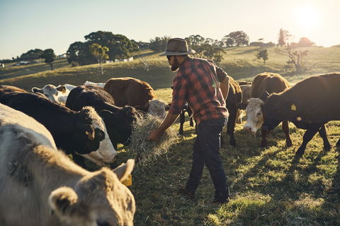 Hinterland Full Day Self Drive Tour - Attractions Melbourne 0