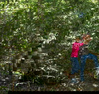 Iluka Rainforest Walking Track - Attractions Melbourne