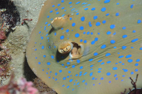 Jorgey's Patch Dive Site - Attractions Melbourne 0