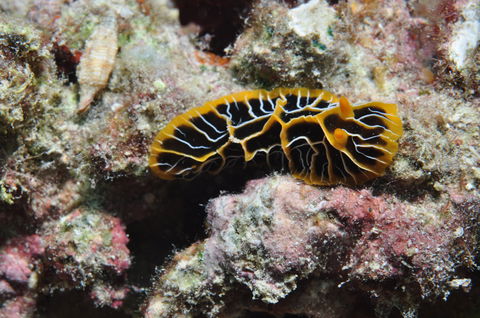 Jorgey's Patch Dive Site - Attractions Melbourne 1
