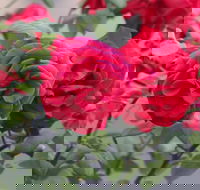 Lismore Community Gardens - Attractions Melbourne