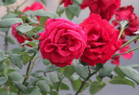 Lismore Community Gardens - Attractions Melbourne 0