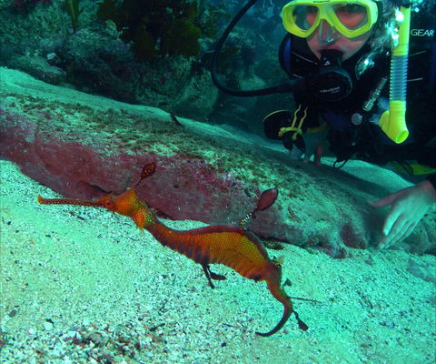 Merimbula Divers Lodge - Attractions Melbourne 2