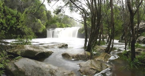 Nellies Glen Carrington Falls - Attractions Melbourne 0