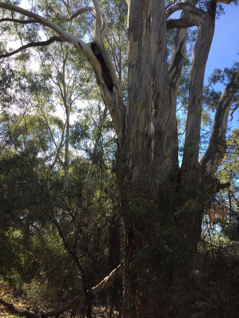 Northern Beaches - Attractions Melbourne 0