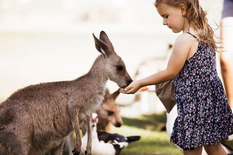 Oakvale Wildlife Park - Attractions Melbourne 1