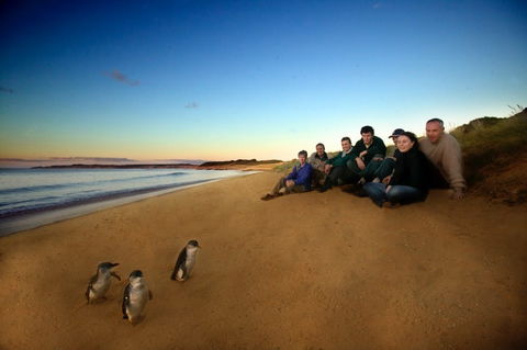 Phillip Island - Attractions Melbourne 2