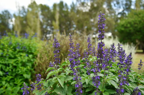 Picton Botanic Gardens - Attractions Melbourne 1