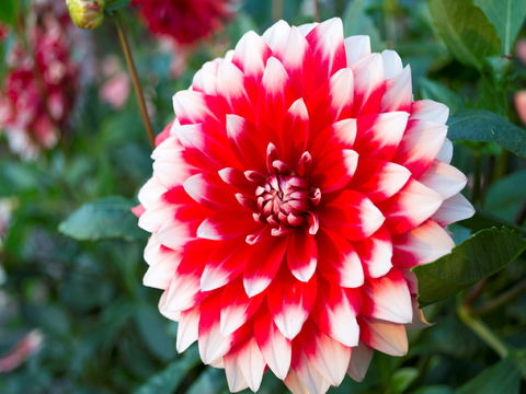 Portland Botanical Gardens - Attractions Melbourne 1