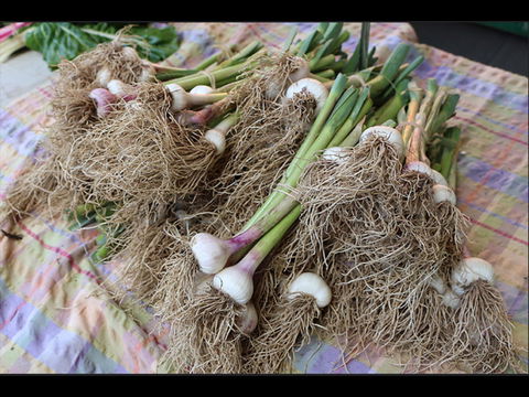 Queanbeyan Park Market - Attractions Melbourne 0