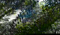 Rainforest Walking Track Hat Head National Park