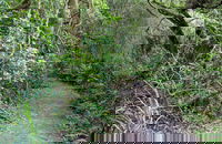 Rainforest Walking Track Roberston Nature Reserve