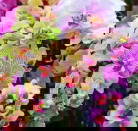 Tinonee Orchid Nursery - Attractions Melbourne