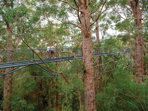 Valley Of The Giants Tree Top Walk - Attractions Melbourne 1