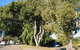 Anzac Avenue Memorial Trees, Beerburrum - thumb 0