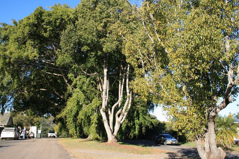 Anzac Avenue Memorial Trees, Beerburrum - Attractions Melbourne 0