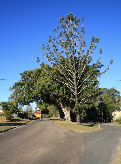 Anzac Avenue Memorial Trees, Beerburrum - Attractions Melbourne 1