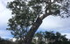 Bilston's Tree - thumb 0