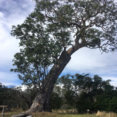 Bilston's Tree - Attractions Melbourne 0