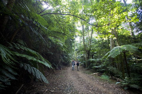 Booloumba Falls Walk, Conondale National Park - Attractions Melbourne 2