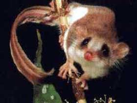 Carrowong Fauna Sanctuary - Attractions Melbourne 0