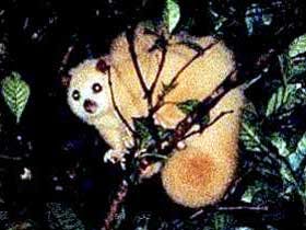 Carrowong Fauna Sanctuary - Attractions Melbourne 1