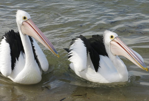 Chinaman Wells - Attractions Melbourne 0