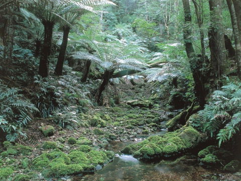Corn Trail - Attractions Melbourne 0