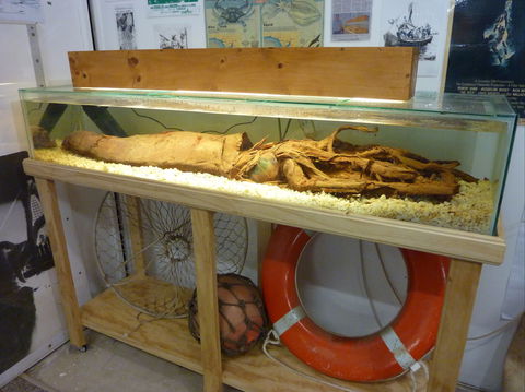 George The Giant Squid Display, Wallaroo - Attractions Melbourne 1