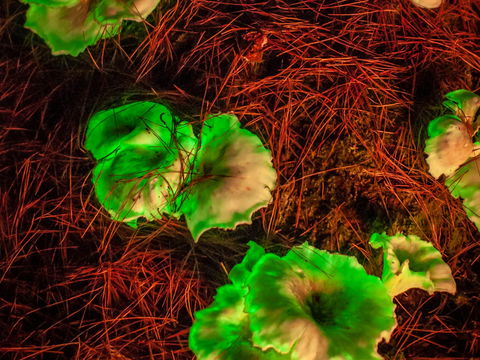 Ghost Mushroom Lane - Attractions Melbourne 0