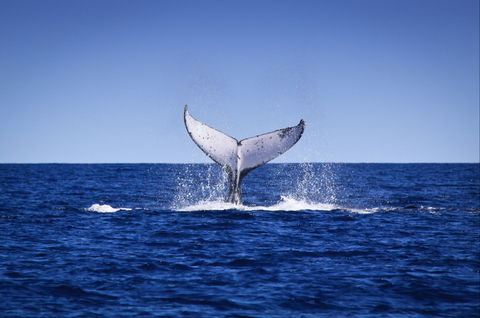 Humpback Whales - Attractions Melbourne 0