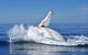Humpback Whales - thumb 1