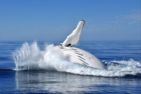 Humpback Whales - Attractions Melbourne 1
