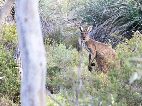 Kaiserstuhl Conservation Park - Attractions Melbourne 0