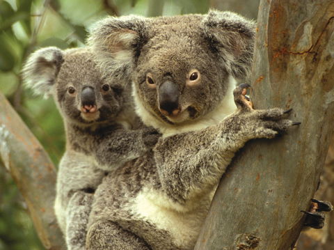 Koalas In Gunnedah - Attractions Melbourne 0