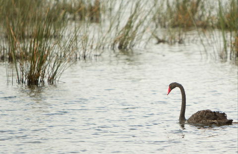 Little Llangothlin Picnic Area - Attractions Melbourne 0