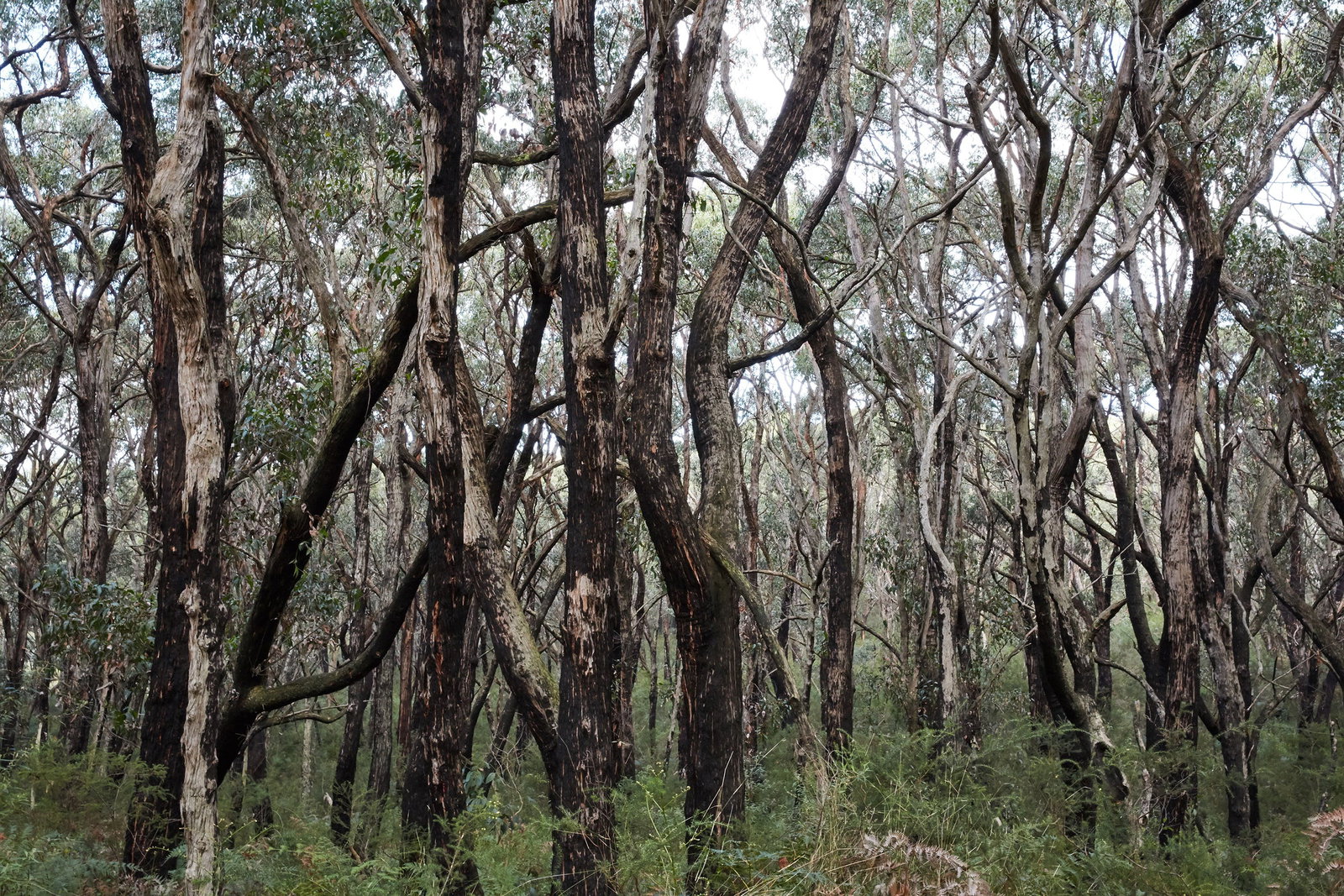 Red Hill VIC Attractions Melbourne
