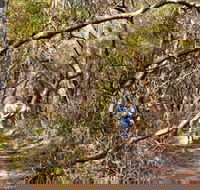 Lyrebird Dell walking track - Attractions Melbourne