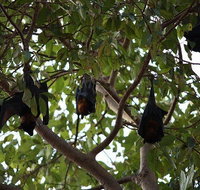 Manngarre Rainforest Walk - Attractions Melbourne