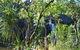 Manngarre Rainforest Walk - thumb 1