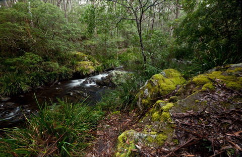 Mongarlowe River Picnic Area - Attractions Melbourne 0