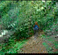 Mount Cougal Springbrook National Park - Attractions Melbourne