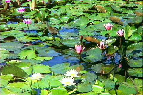 Mt Coot-tha Tourist Drive - Attractions Melbourne 1