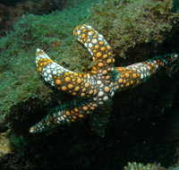 Mudjimba Old Woman Island Dive Site - Attractions Melbourne